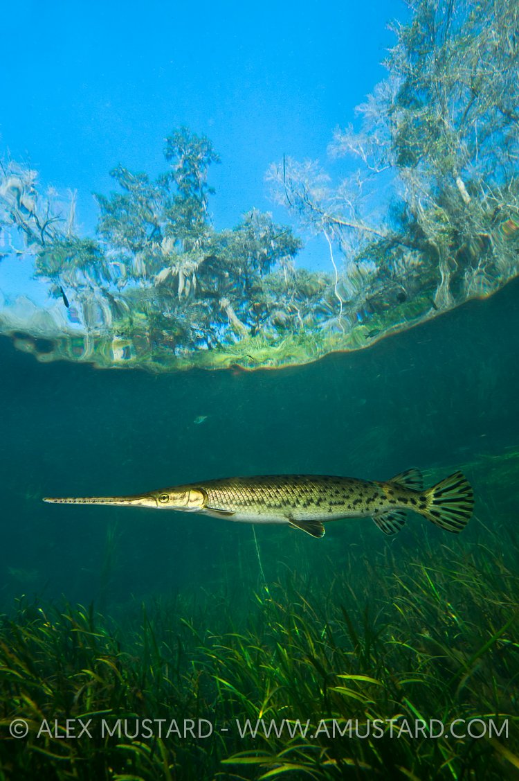 Longnose Gar. Florida, USA
