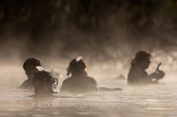 Snorkellers in the mist, swimming with manatees. USA.