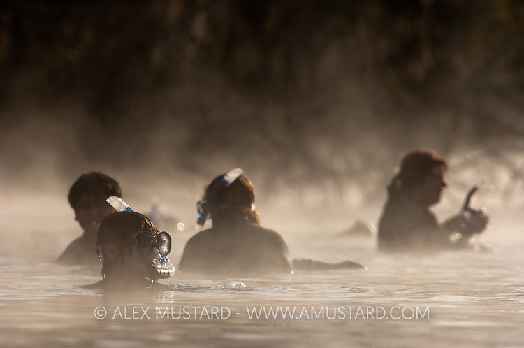 Snorkellers in the mist, swimming with manatees. USA.