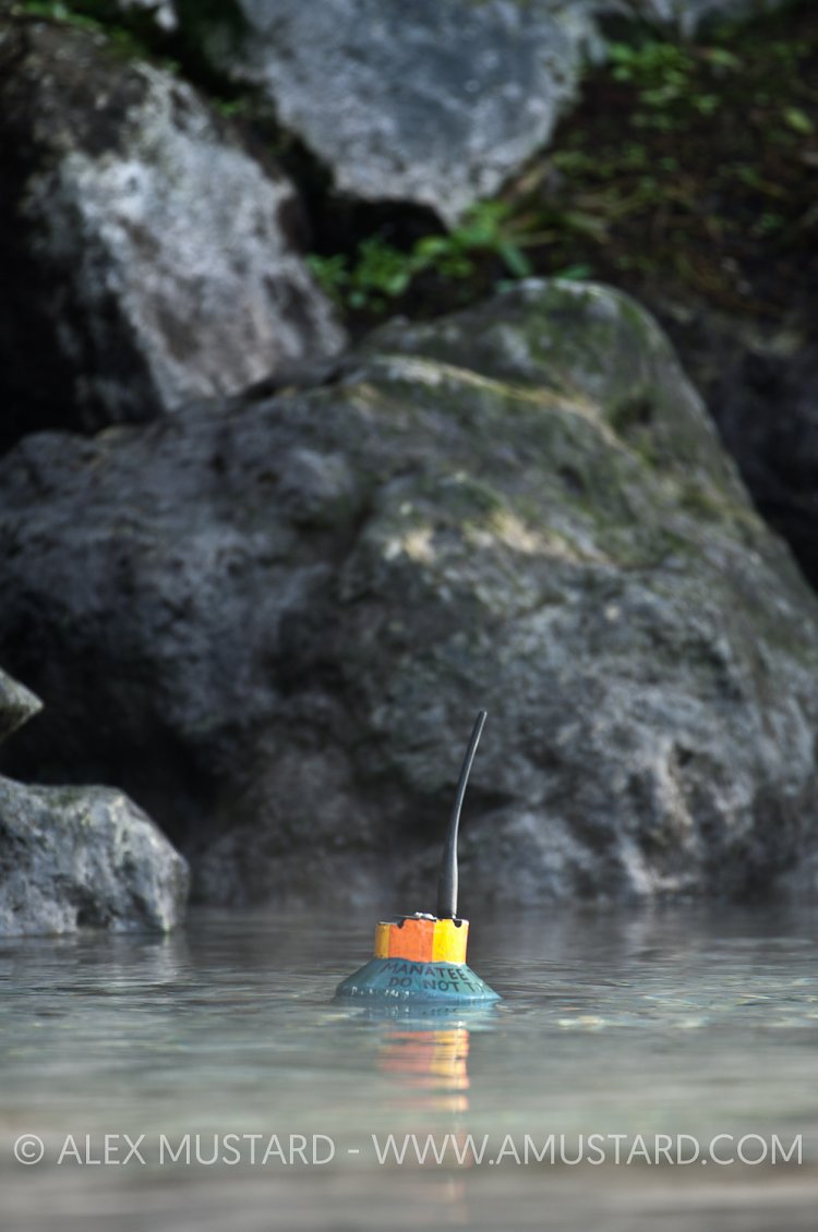 A manatee tracking buoy. Florida, USA.