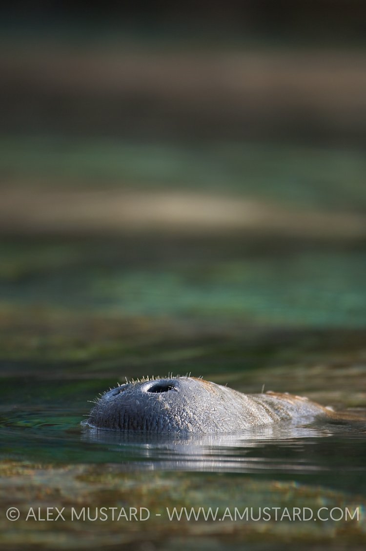 Manatee breathing. Florida.