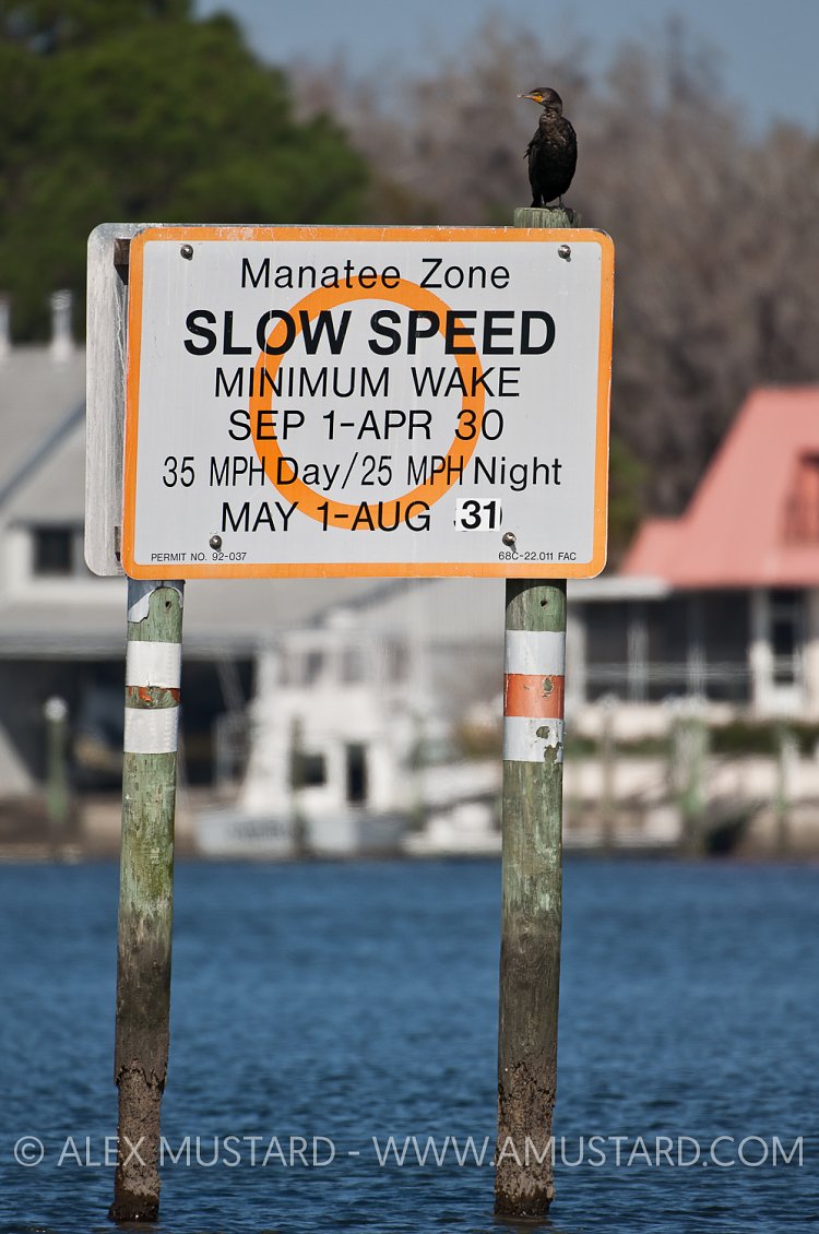 Manatee Zone sign. Florida, USA.