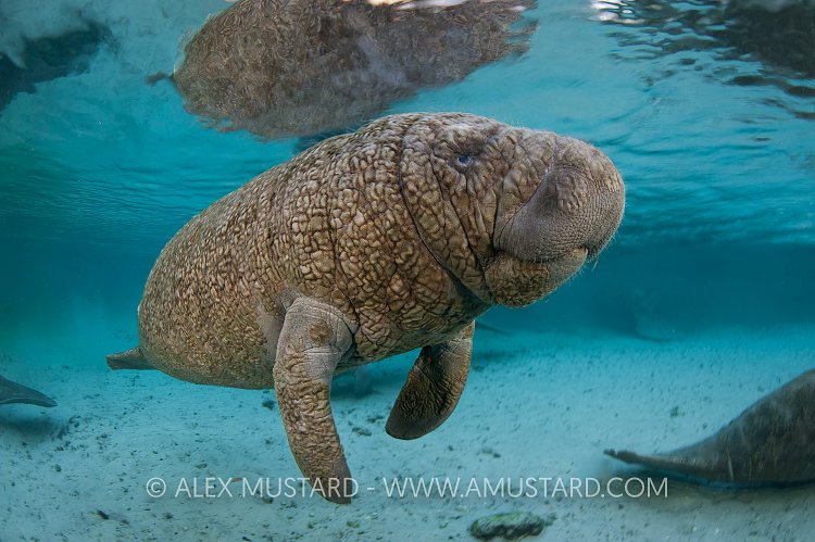 Baby manatee. Florida, USA