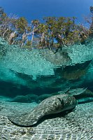 Mullet cleaning a manatee. Crystal River, Florida.