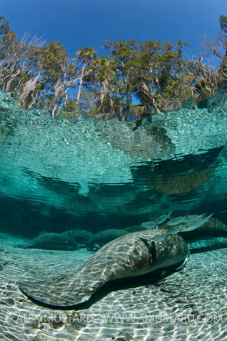 Mullet cleaning a manatee. Crystal River, Florida.