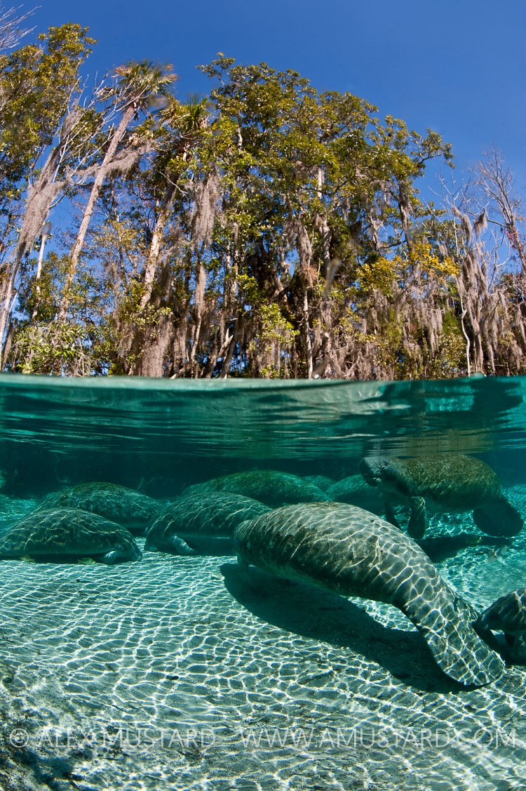 Manatees sleeping in Crystal River, Florida, USA.