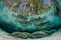 Manatees sleeping in Crystal River, Florida, USA.
