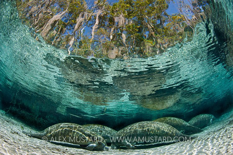 Manatees sleeping in Crystal River, Florida, USA.