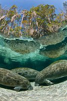 Manatees sleeping in Crystal River, Florida, USA.