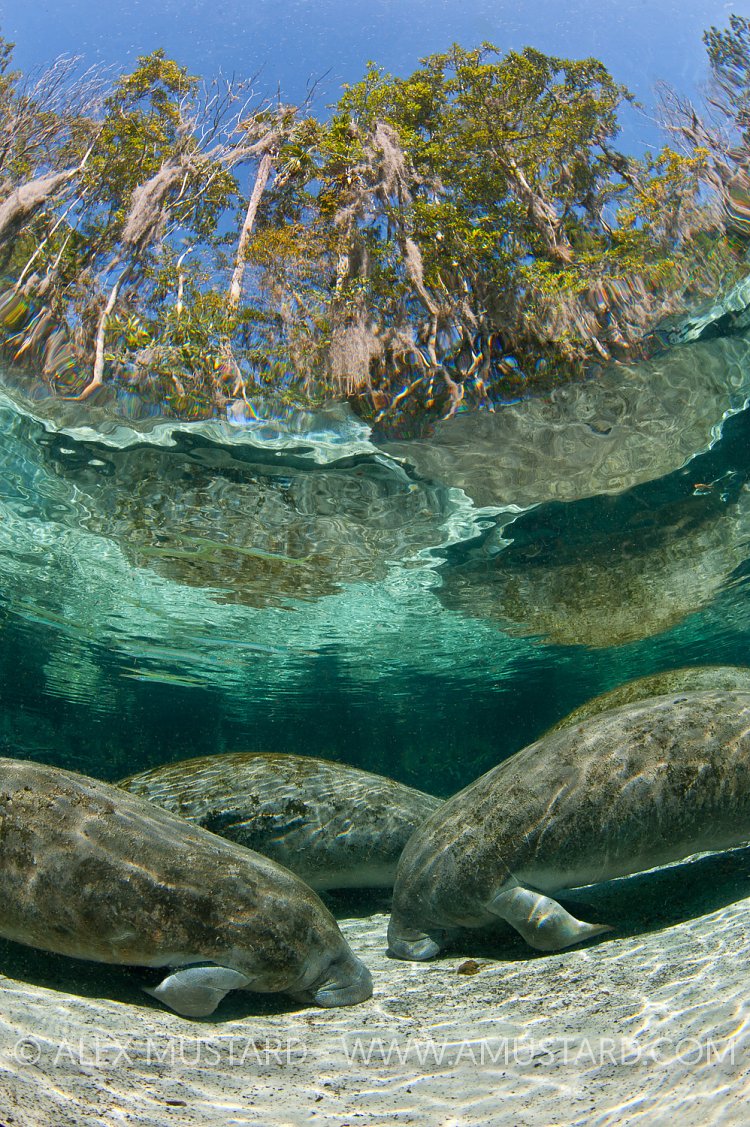 Manatees sleeping in Crystal River, Florida, USA.