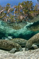 Manatees sleeping in Crystal River, Florida, USA.