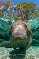 Manatee portrait, Florida, USA