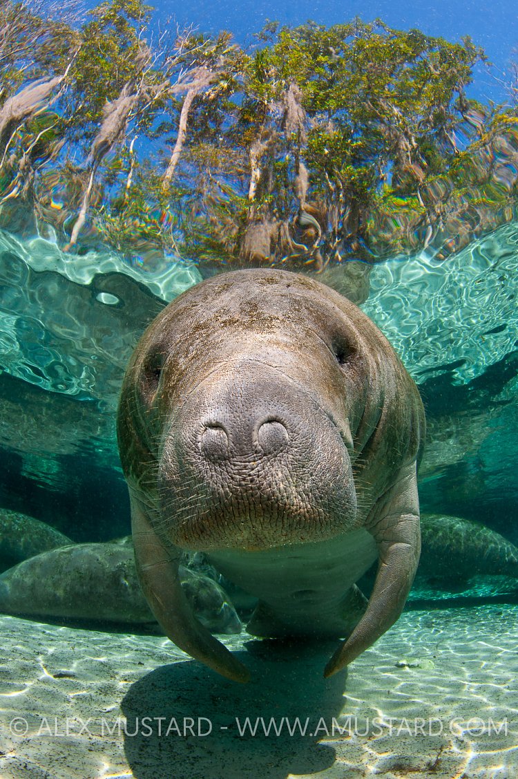 Manatee portrait, Florida, USA