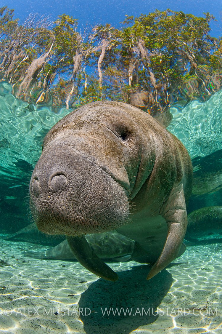 Florida manatee (Trichechus manatus latirostrus), Crystal River,