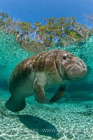 Manatee portrait, Florida, USA