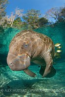 Manatee being cleaned