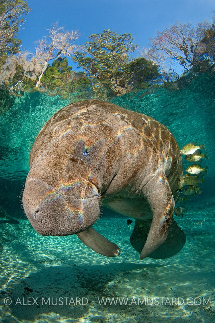 Manatee being cleaned
