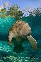 Playful manatee. Florida, USA.