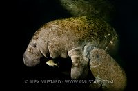 Young manateesuckling. USA.