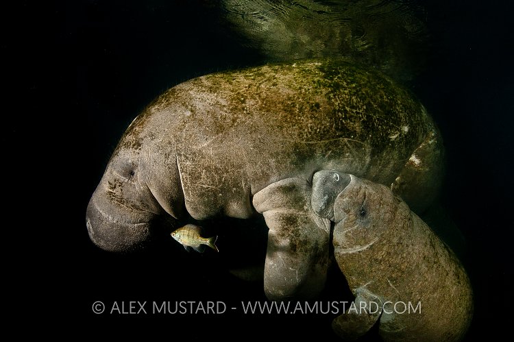 Young manateesuckling. USA.