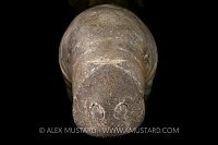 Manatee portrait, Florida, USA.