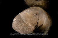 Manatee portrait, Florida, USA.