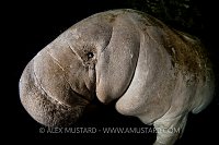 Manatee portrait, Florida, USA.