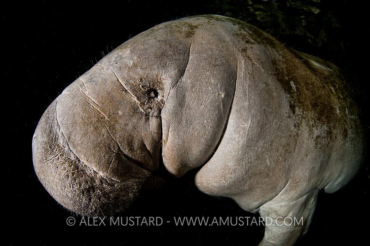 Manatee portrait, Florida, USA.