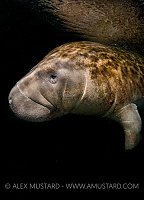 Manatee on black