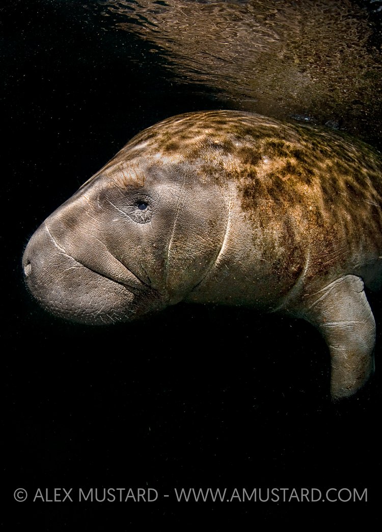 Manatee on black