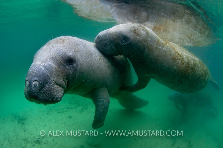 Manatee courtship. USA.