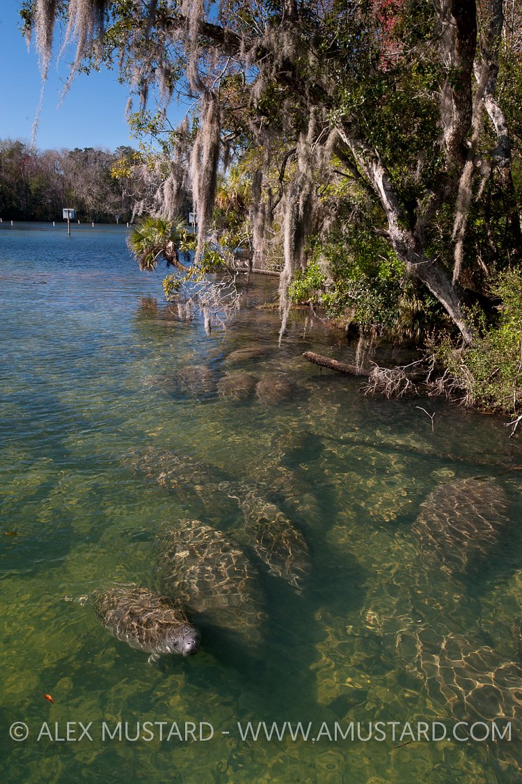 Manatees in Springs. USA.