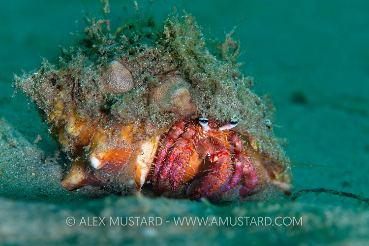 Bareye Hermit On Sand. Florida, USA