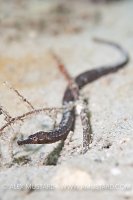 Shortfin pipefish. Florida, USA.