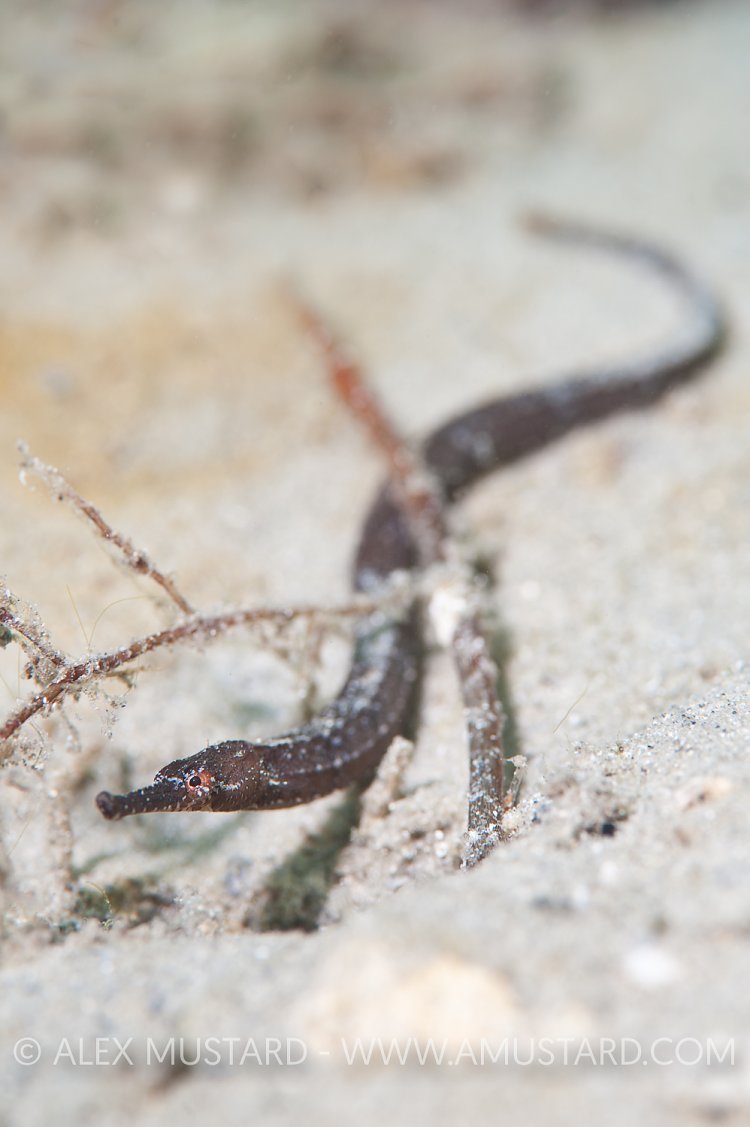 Shortfin pipefish. Florida, USA.