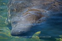 Manatee underwater! USA.