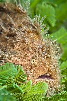 Striated Frogfish. Florida, USA.