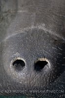 Florida Manatee Snout. USA.