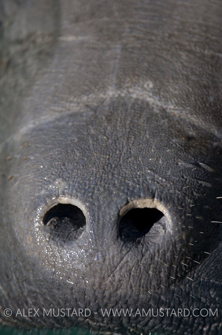Florida Manatee Snout. USA.