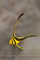 Juvenile Jackknife Fish. Florida, USA