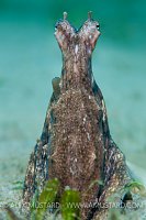 Long Arm Lookout, USA.
