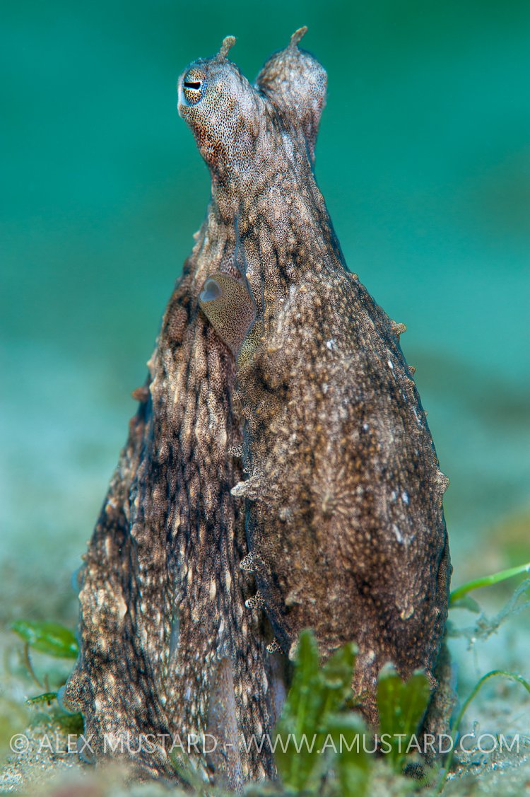 Long Arm Lookout, USA.