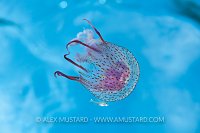 Sea Nettle And Friend. Florida, USA.