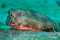 Shortnose Batfish. Florida, USA