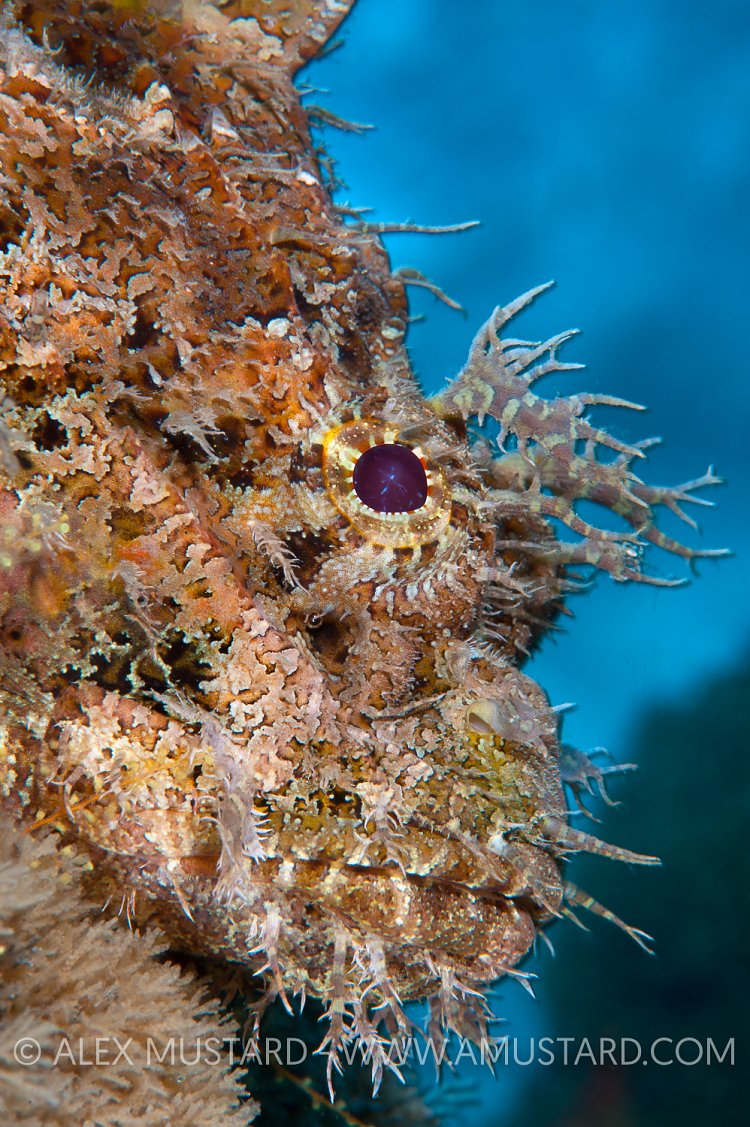 Spotted Scorpionfish. Florida, USA.