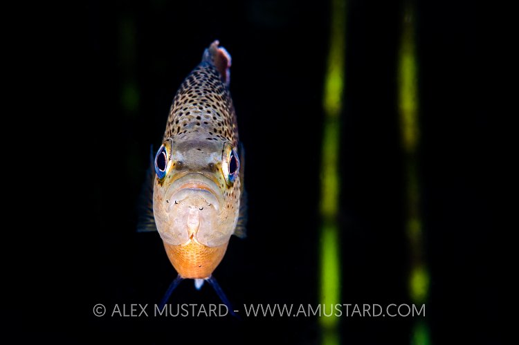 Spotted Sunfish. USA.