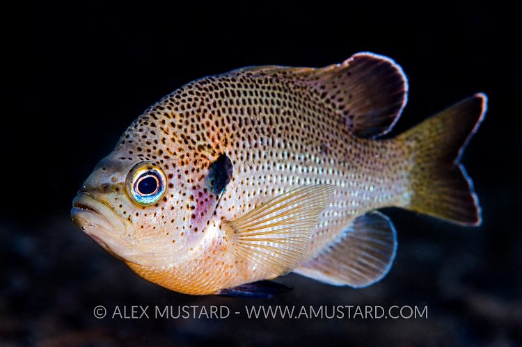 Spotted Sunfish. USA.