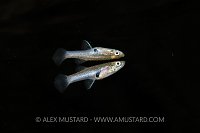 Mosquitofish. USA