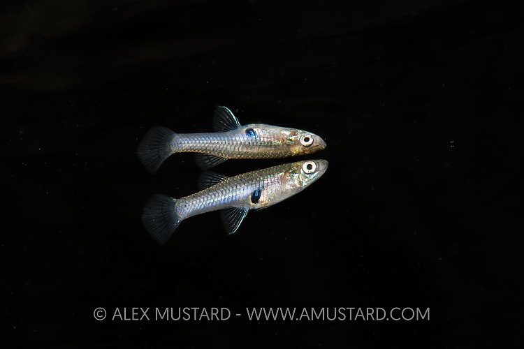 Mosquitofish. USA
