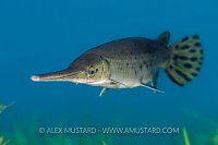 Longnose Gar. Florida